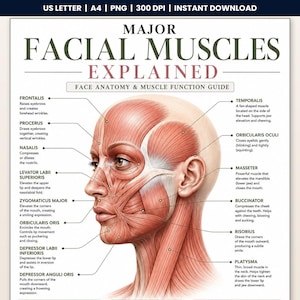 Puede incluir: Un gráfico educativo titulado Major Facial Muscles Explained, que presenta una ilustración anatómica detallada de una cabeza y cuello humanos con tejido muscular rojo. Etiquetas y texto describen las funciones de los músculos faciales.