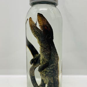 May include: A clear glass bottle with a metallic silver cap containing a preserved small reptile specimen submerged in liquid. The reptile has a textured brown and green scaly body, a long tail, and an open mouth showing its teeth and tongue.