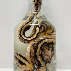 May include: A preserved snake with tan and dark brown patterned scales coiled inside a clear glass bottle filled with liquid. The snake's head is positioned near the neck of the bottle, showing its open mouth and visible teeth in a fixed state.