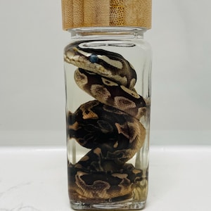 May include: A clear rectangular glass jar filled with liquid containing a coiled brown and black patterned snake. The jar is sealed with a cylindrical light brown wooden lid featuring a visible wood grain texture and vertical lines.