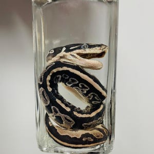 May include: A preserved snake specimen with black and tan patterned scales coiled inside a clear, rectangular glass bottle. The snake is positioned with its mouth open, revealing the interior structure, and is fully encased in liquid.