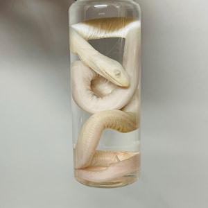 May include: A clear glass cylindrical bottle containing a preserved pale, off-white snake specimen submerged in liquid. The snake is coiled within the container, showing its head, scales, and body structure clearly through the transparent glass walls.