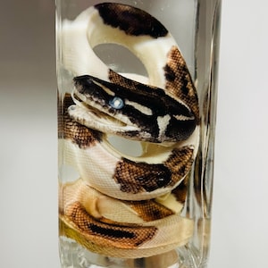 May include: A preserved snake specimen coiled inside a clear, rectangular glass bottle filled with liquid. The snake features a patterned skin with white, brown, and black scales, and its head is positioned near the top with a visible blue eye.