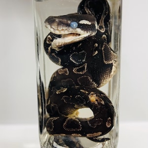 Preserved Ball Python | Hatchling | Wet Specimen | Glass Bottle | Rare Oddities | Real | Scientific Art Decor | Unique Gift