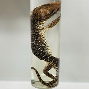 May include: A preserved lizard specimen suspended in a clear cylindrical glass vial filled with liquid. The lizard features a textured brown and tan scaly body with distinct dark brown stripes and white spots, visible through the transparent glass.