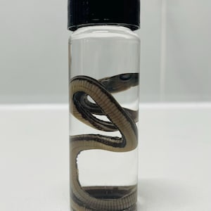 May include: A preserved snake coiled inside a clear glass bottle with a black cap. The snake has a light brown and dark brown striped pattern. The bottle is filled with a clear liquid.