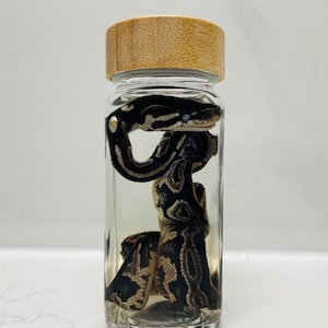 May include: A clear glass jar with a light-coloured wooden lid containing a preserved snake. The snake has a dark brown and black patterned skin with a visible light-coloured eye. The specimen is coiled inside the transparent liquid-filled container.