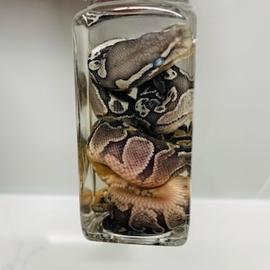 Preserved Ball Python | Hatchling | Wet Specimen | Glass Bottle | Rare Oddities | Real | Scientific Art Decor | Unique Gift
