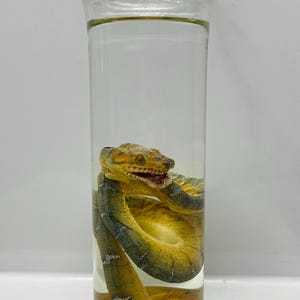 Preserved Green Tree Python Wet Specimen | Glass Bottle Display | Rare