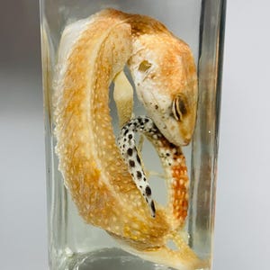 May include: A clear glass rectangular bottle containing a preserved lizard specimen. The lizard has a textured, light orange and tan body with a distinct white tail featuring black spots, curled in a circular position within the liquid-filled container.