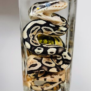 Preserved Ball Python | Hatchling | Wet Specimen | Glass Bottle | Rare Oddities | Real | Scientific Art Decor | Unique Gift
