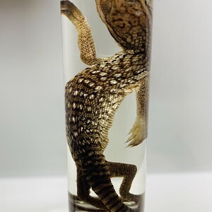 May include: A preserved lizard specimen suspended in a clear cylindrical glass container filled with liquid. The lizard features a textured brown and cream-coloured scaly skin pattern, visible limbs with small claws, and a long tail curled at the base.