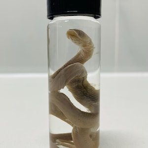 May include: A preserved snake specimen in a clear glass jar with a black lid. The snake is a pale colour and coiled within the jar, which is filled with a clear liquid. The background is a plain white surface.