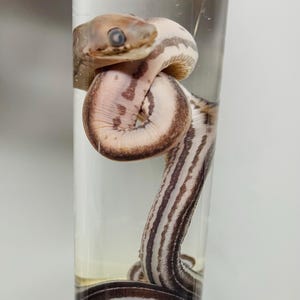 May include: A preserved snake specimen suspended in a clear cylindrical glass vial filled with liquid. The snake features a light cream-coloured body with distinct dark brown longitudinal stripes and a coiled posture within the transparent container.