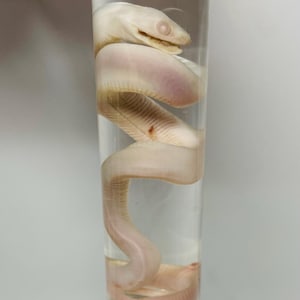 May include: A preserved white snake specimen coiled inside a clear cylindrical glass vial filled with liquid. The snake has a pale, translucent appearance with visible scales and a distinct head shape, positioned vertically within the container.