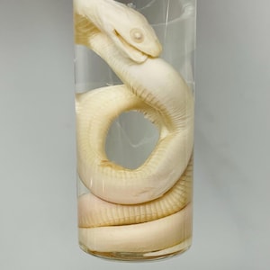 May include: A preserved off-white snake specimen coiled inside a clear cylindrical glass vial. The snake is positioned with its head near the top, curving its body into a circular shape within the liquid-filled container, showing visible scales.