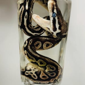 May include: A preserved ball python specimen coiled inside a clear glass jar filled with liquid. The snake features a distinct dark brown and tan patterned skin with its mouth open, revealing the interior, and a cloudy blue eye visible.