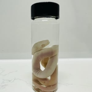 May include: A clear glass specimen jar with a black screw-top lid containing a preserved, coiled, pale white snake submerged in liquid. The snake is visible through the transparent glass, showing its head and body segments clearly within the container.
