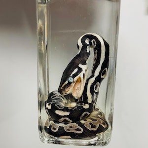May include: A preserved snake specimen with black and tan patterned scales coiled inside a clear rectangular glass bottle. The snake has an open mouth revealing a pale interior and cloudy blue eyes, positioned vertically within the transparent container.