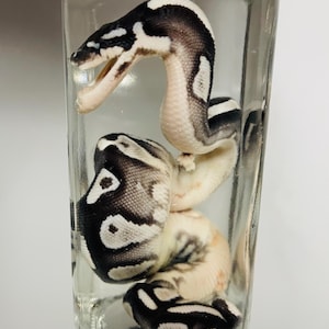 May include: A preserved snake specimen with black and white patterned scales coiled inside a clear, rectangular glass jar filled with liquid. The snake is positioned vertically with its head near the top, showing its open mouth and detailed skin.
