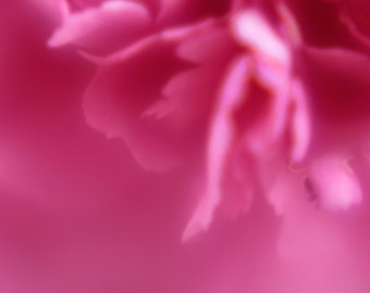 Large Abstract Decor Print | Flower Photography | Abstract Floral Art | Pink Botanical Art Print | Large Wall Decor Print | Flower Photo