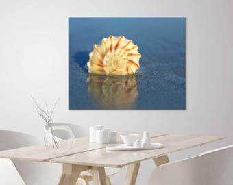 Seashell Beach Photography Print: Cumberland Island Coastal Art
