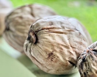 May include: Close-up of a row of dried coconuts with a rough, textured surface and brown spots. The coconuts are arranged in a line, with the closest coconut in focus.