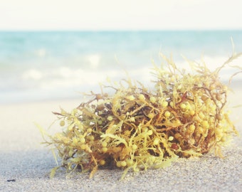 Beach Home Wall Decor | Seaweed on the Beach | Coastal Fine Art Photography | Sun Sand Salty Air | Beach House Decor | Large Beach Wall Art