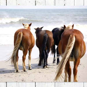 Outer Banks Wild Horse Print Horse Prints Horse Art Photography Print Horse Decor Coastal Cowgirl Decor OBX Coastal Cowgirl Aesthetic Beach