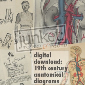 Old anatomy diagrams - digital download of body detail line art from an antique medical book