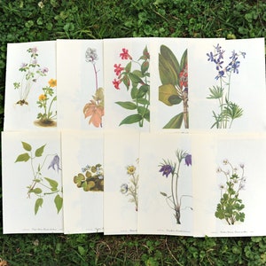 Assortment of 10 vintage botanical book page prints / floral flower double sided book pages / junk, art, nature journal, wildflower drawing image 1