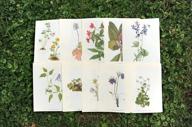 Assortment of 10 vintage botanical book page prints / floral flower double sided book pages / junk, art, nature journal, wildflower drawing image 1