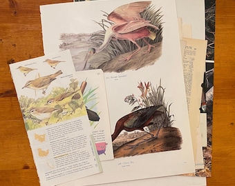 Vintage Vogelbuch Seiten: 1/8 lbs für Collage, Junk Journals