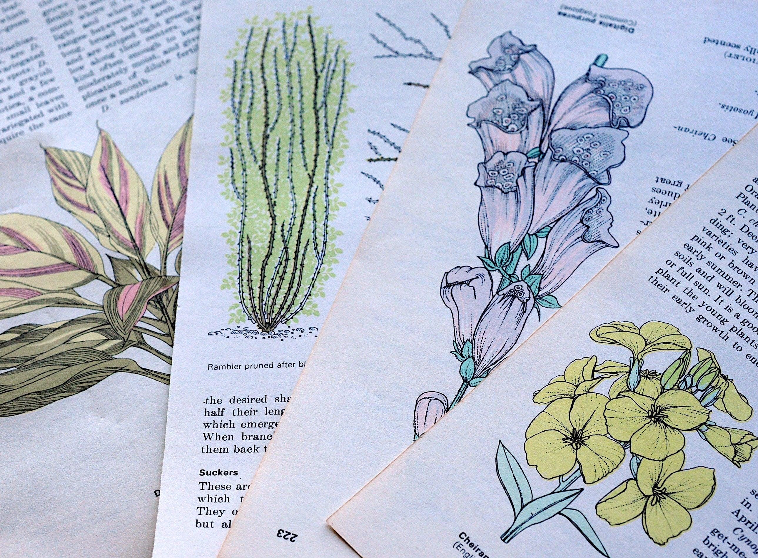 1/8 Lb of Vintage Floral & Botanical Book and Magazine Pages