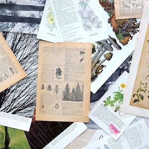 1/8 de libra de páginas de libros y revistas con motivos florales y botánicos antiguos, imágenes para diarios basura, álbumes de recortes, redacción de cartas, material creativo