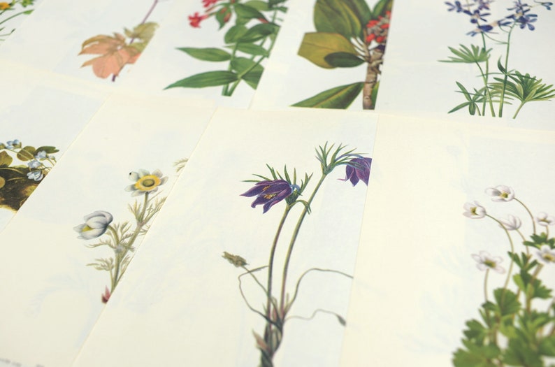 Assortment of 10 vintage botanical book page prints / floral flower double sided book pages / junk, art, nature journal, wildflower drawing image 2