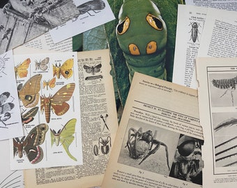 CREEPY CRAWLIES: 1/8 lb of vintage bug & insect book pages and papers for art, collage, junk journal, scrapbook, craft