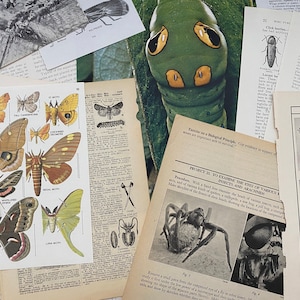 CREEPY CRAWLIES: 1/8 di libbra di pagine e carte di libri di insetti e insetti vintage per arte, collage, diario di spazzatura, album, artigianato