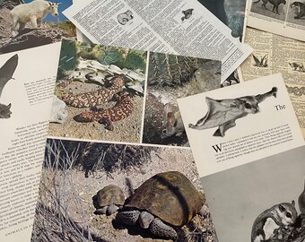 WILD CREATURES: 1/8 lb of vintage land-faring animals and related book pages & papers for art, collage, junk journal, scrapbook, craft