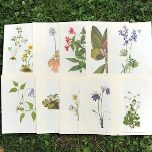 Assortiment de 10 impressions de pages de livres botaniques vintage / pages de livre recto-verso de fleurs florales / ordures, art, journal nature, dessin de fleurs sauvages