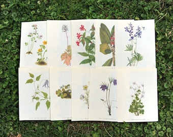 Vintage Botanical Prints: Wildflower Book Pages for Framing (Set of 10)