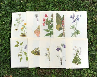 Vintage Botanical Prints: Strony książki z dzikimi kwiatami do oprawienia (zestaw 10 sztuk)