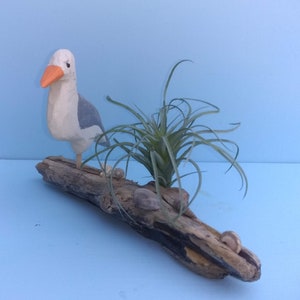 SEAGULL FOLK ART, Seagull on Driftwood, Wood Sculpture, Hand Carved, Ocean, Nautical, Beach, Bird, Seagull, Wood, Coastal Decor, Shells