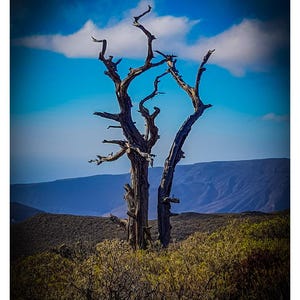 Puede incluir: Fotografía de un árbol muerto con cielo azul y nubes de fondo. El árbol es marrón y tiene muchas ramas. El paisaje incluye vegetación verde y marrón y montañas en la distancia.
