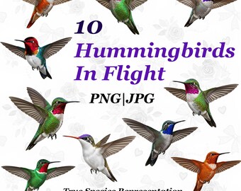 Realistic Hummingbird PNG Clipart Bundle – 10 True Species Birds, Transparent Background, Commercial Use