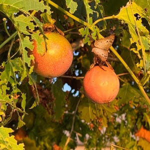 Graines de fruit de la passion • Passion FrutAura