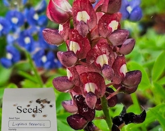 Maroon Texas Bluebonnet Seeds (20) Lupinus texensis, Native Wildflower Attracts Butterfly's to Garden