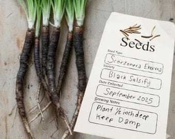Scorzonera Enorma Seeds X15 Black Salsify (Scorzonera hispanica) Backyard gardening vegetables Oyster plant