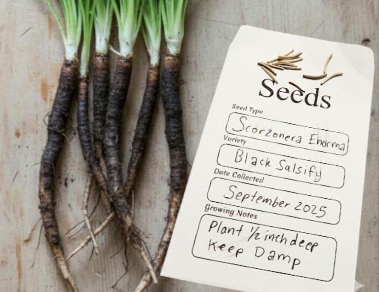 Black Salsify Seeds - Etsy