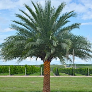 Phoenix Sylvestris Palm, Cold Hardy, 3 Gal Container